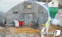 고창 AI발병 인근 농장 방역 작업