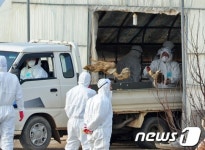 AI 차단은 살처분으로