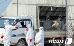 감염의심 오리 살처분