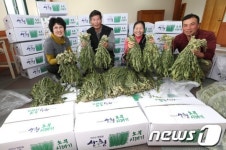 산청 오부시래기 납시오