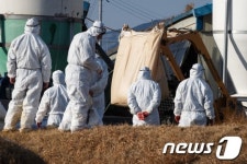 AI 의심 살처분, 반경 3km 까지 확대