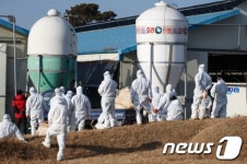 설 코앞인데 닭까지 충남 부여 종계장 H5N8형 AI항원 검출(종합)