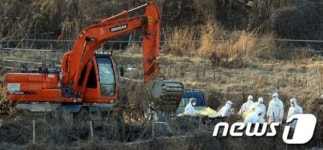 AI의심 오리 묻는 방역 당국