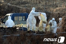 진천 AI 의심 오리 살처분