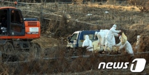 진천 AI의심 오리 살처분