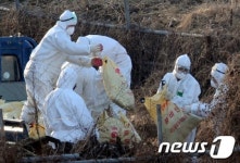 살처분되는 AI의심 오리