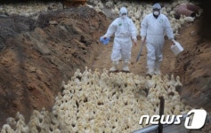 진천 오리들 어디로 가나?