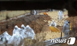 줄지어 이동하는 오리 어디로