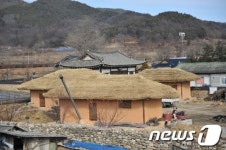 [화보]예천 용문금당실마을의 초가지붕 이엉잇기