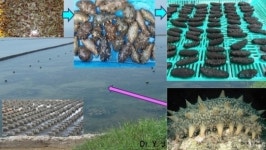 수과원, 축제식 양식장 해삼 시험양식 성공