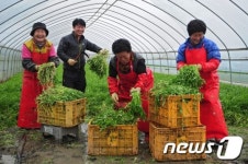 신나는 미나리 수확
