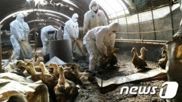 음성군, 국내 1호 동물 복지농장 3만6000 마리 닭  살처분 위기