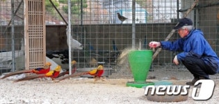 금계(金鷄)는 AI 감염 안 돼?…살처분 대상 제외 논란