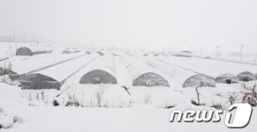 눈에 묻힌 비닐하우스