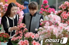 활짝 핀 철쭉, 봄이 성큼