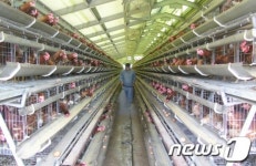 원주·횡성지역 AI 의심신고 0…이동제한 해제 전망