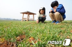 싹 나온 청보리