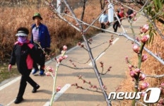 다가오는 봄소식