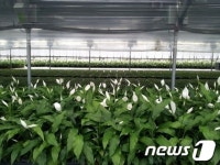 여주시, 화훼분야 신기술보급 시범사업 추진