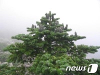 멸종위기 지리산 구상나무 복원 나선다