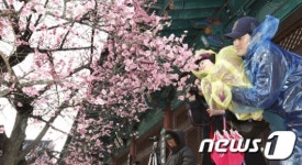 양산 통도사, 홍매화 매력에 방문객 급증