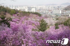 부천시 원미구, 원미산 진달래축제...참가자 접수