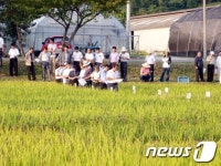 진도군, 식량작물 경쟁력 강화 집중