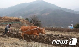 봄농사 시작...황소의 쟁기질