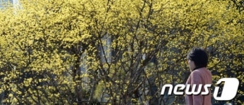 산수유꽃 봄햇살 머금고