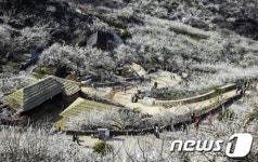 매화 활짝 핀 섬진강변