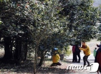 화사한 백련사 동백나무