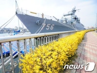 포항함 앞 개나리는 피었는데...