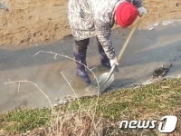 여주 소양천, 콘크리트 슬러지로 물고기 떼죽음