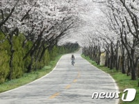 꽃 만발…진해로 갈까, 송광사로 떠날까