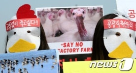 닭·오리들의 고통을 아십니까?