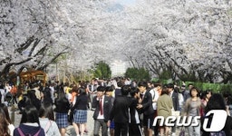 경화역 벚꽃 철길로 모여라