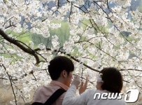 벚꽃 나무 아래서