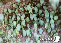 서산에 희귀야생 고란초 군락 있다