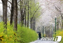 봄비 내리는 벚꽃길