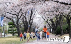 벚꽃 눈 내려요!
