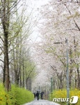 촉촉한 벚꽃길