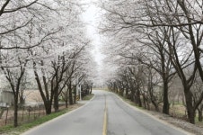 봄의 축제장, 가평군 삼회리 벚꽃 길