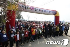 인천 소소한 벚꽃 군락지 운치 있네