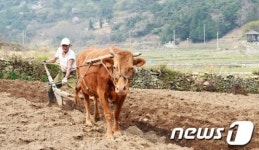 [풍경] 쟁기질하는 농부와 황소