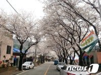 제천 청풍 벚꽃 때 이른 만개에 속타는 축제추진위