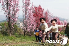 홍도화 활짝 폈네