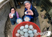 파란색깔 계란 기억력 향상에 최고