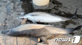 삼척서 사흘째 돌고래 6마리 혼획 줄줄이