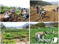 서울시, 희망서울 친환경농장 12일 문 연다