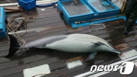삼척 근덕면 원평마을 해상 돌고래 1마리 혼획